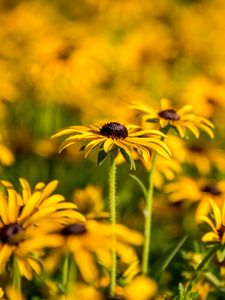 Preview wallpaper rudbeckia, flowers, petals, blur