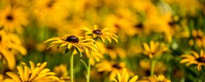 Preview wallpaper rudbeckia, flowers, petals, blur