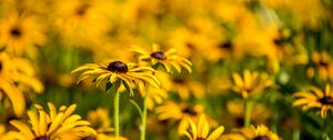 Preview wallpaper rudbeckia, flowers, petals, blur