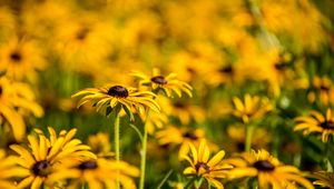 Preview wallpaper rudbeckia, flowers, petals, blur