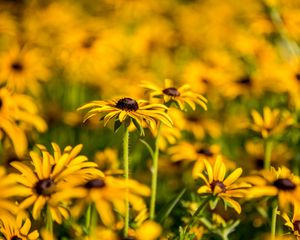 Preview wallpaper rudbeckia, flowers, petals, blur