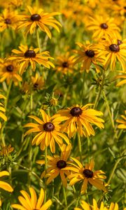 Preview wallpaper rudbeckia, flowers, petals, buds