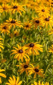 Preview wallpaper rudbeckia, flowers, petals, buds