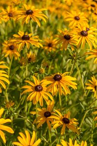 Preview wallpaper rudbeckia, flowers, petals, buds