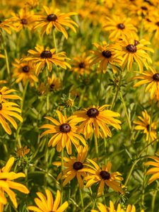 Preview wallpaper rudbeckia, flowers, petals, buds