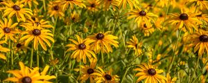 Preview wallpaper rudbeckia, flowers, petals, buds