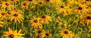 Preview wallpaper rudbeckia, flowers, petals, buds