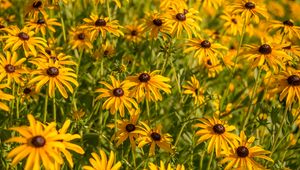 Preview wallpaper rudbeckia, flowers, petals, buds