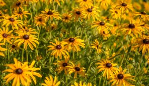 Preview wallpaper rudbeckia, flowers, petals, buds