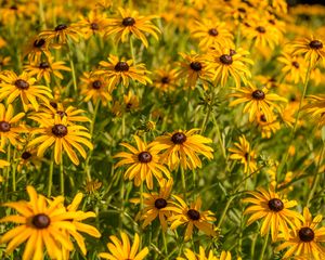 Preview wallpaper rudbeckia, flowers, petals, buds