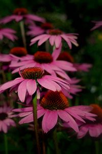 Preview wallpaper rudbeckia, flowers, petals, sharpness, close-up