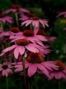 Preview wallpaper rudbeckia, flowers, petals, sharpness, close-up