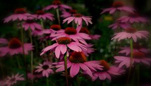 Preview wallpaper rudbeckia, flowers, petals, sharpness, close-up