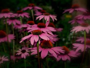 Preview wallpaper rudbeckia, flowers, petals, sharpness, close-up