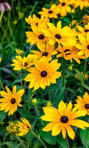 Preview wallpaper rudbeckia, flowers, petals, yellow, leaves