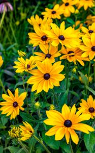 Preview wallpaper rudbeckia, flowers, petals, yellow, leaves