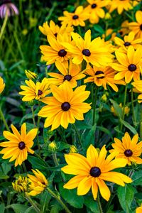 Preview wallpaper rudbeckia, flowers, petals, yellow, leaves