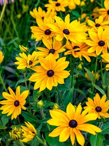 Preview wallpaper rudbeckia, flowers, petals, yellow, leaves