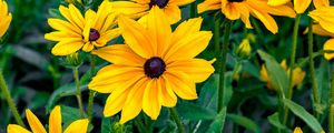 Preview wallpaper rudbeckia, flowers, petals, yellow, leaves