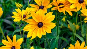 Preview wallpaper rudbeckia, flowers, petals, yellow, leaves