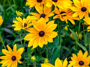 Preview wallpaper rudbeckia, flowers, petals, yellow, leaves