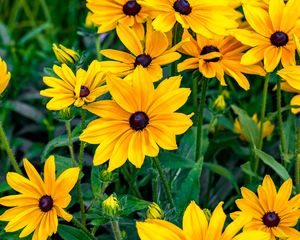 Preview wallpaper rudbeckia, flowers, petals, yellow, leaves