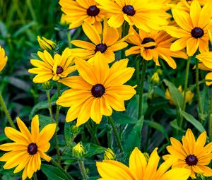 Preview wallpaper rudbeckia, flowers, petals, yellow, leaves