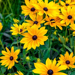 Preview wallpaper rudbeckia, flowers, petals, yellow, leaves