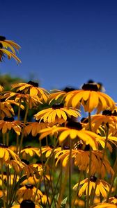 Preview wallpaper rudbeckia, flowers, yellow, clearing, sky