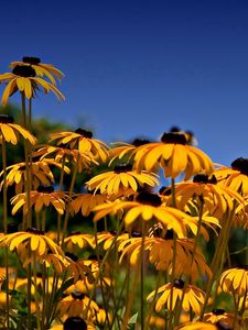 Preview wallpaper rudbeckia, flowers, yellow, clearing, sky