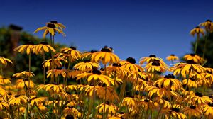 Preview wallpaper rudbeckia, flowers, yellow, clearing, sky