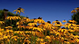 Preview wallpaper rudbeckia, flowers, yellow, clearing, sky