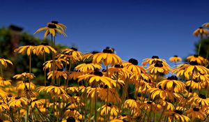 Preview wallpaper rudbeckia, flowers, yellow, clearing, sky