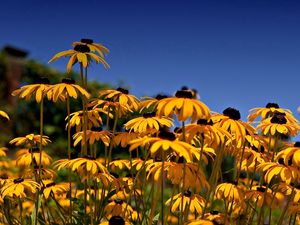 Preview wallpaper rudbeckia, flowers, yellow, clearing, sky