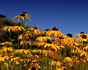 Preview wallpaper rudbeckia, flowers, yellow, clearing, sky