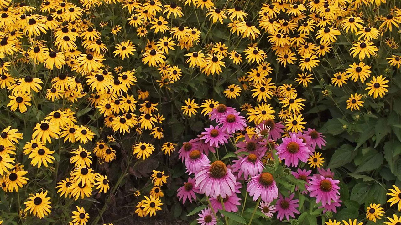 Wallpaper rudbeckia, flowers, yellow, pink, green, garden
