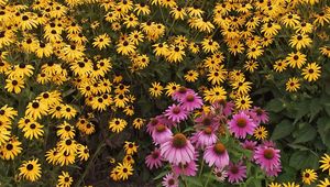 Preview wallpaper rudbeckia, flowers, yellow, pink, green, garden