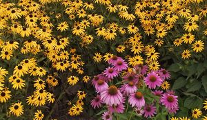 Preview wallpaper rudbeckia, flowers, yellow, pink, green, garden