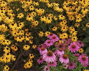 Preview wallpaper rudbeckia, flowers, yellow, pink, green, garden