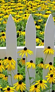 Preview wallpaper rudbeckia, flowers, yellow, fence, garden