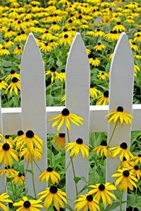 Preview wallpaper rudbeckia, flowers, yellow, fence, garden