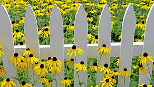 Preview wallpaper rudbeckia, flowers, yellow, fence, garden