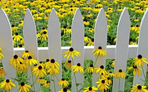 Preview wallpaper rudbeckia, flowers, yellow, fence, garden