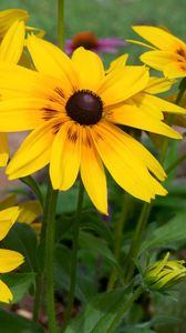 Preview wallpaper rudbeckia, flowers, yellow, flowerbed, bright