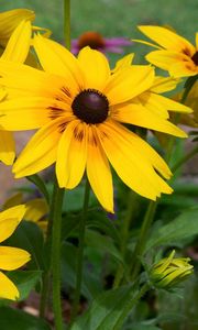 Preview wallpaper rudbeckia, flowers, yellow, flowerbed, bright