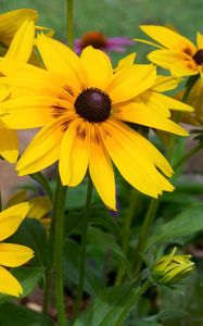 Preview wallpaper rudbeckia, flowers, yellow, flowerbed, bright