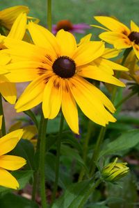 Preview wallpaper rudbeckia, flowers, yellow, flowerbed, bright