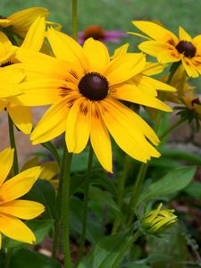 Preview wallpaper rudbeckia, flowers, yellow, flowerbed, bright