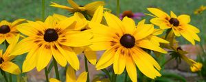 Preview wallpaper rudbeckia, flowers, yellow, flowerbed, bright