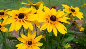 Preview wallpaper rudbeckia, flowers, yellow, flowerbed, bright